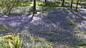 Bluebells in woodland