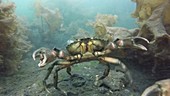 Crabs fighting underwater
