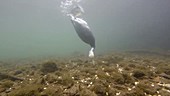 Coot diving in water