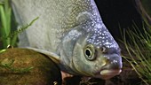 Common bream in tank