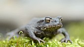 Common toad on ground