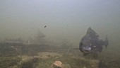 Barbel fish spawning