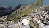 Brown trout eating eggs