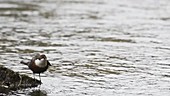 Dipper by river