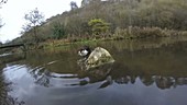 Dipper by rock with fish