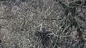 Grey heron in tree