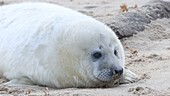 Grey seal on beach