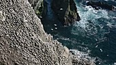 Gannet colony on cliffs