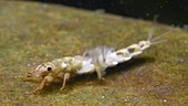 Mayfly larva underwater