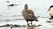 Male eider duck by water
