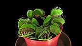 Venus flytrap opening, timelapse