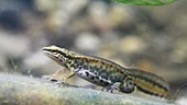 Palmate newt in tank