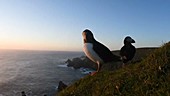 Puffins on cliff
