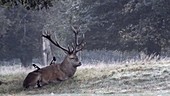 Magpies on a red deer stag