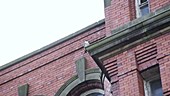 Peregrine falcon on a building ledge