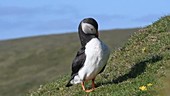 Puffin on grass