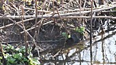 Water vole on a riverbank