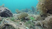 Scorpionfish swimming underwater