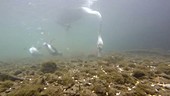 Tufted ducks underwater