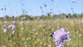 Purple flower in meadow