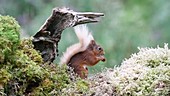 Red squirrel nibbling food