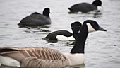 Tufted ducks on the water