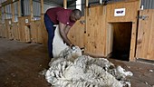 Blade-shearing a Merino sheep