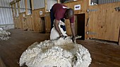 Blade-shearing a Merino sheep