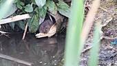 Water vole in a pipe