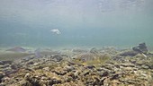 Brown trout underwater, high-speed