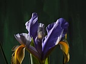 Iris opening, timelapse