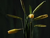 Daffodils opening, timelapse