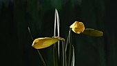 Daffodils opening, timelapse