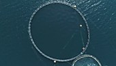 Circular net on fish farm