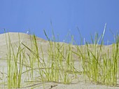 Grass in desert, timelapse