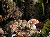 Fly agaric mushrooms, timelapse