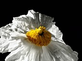 Romneya flower, timelapse