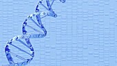DNA double helix, animation