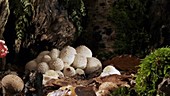 Fly agaric mushrooms, timelapse