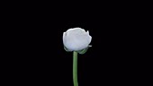 White Ranunculus flower, timelapse