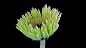 Gerbera opening, timelapse