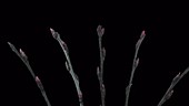 Cherry willow buds, timelapse