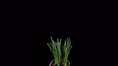 Narcissus flowers growing, timelapse