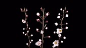 Apricot blossom, timelapse