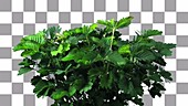 Mimosa plant phototropism, timelapse