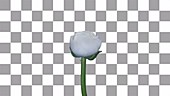 White Ranunculus flower, timelapse