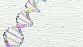 DNA double helix, animation