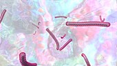 Ebola virus particles, animation