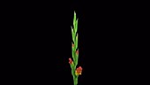 Hybrid gladioli, timelapse