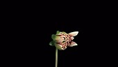 Dahlia flowering, timelapse